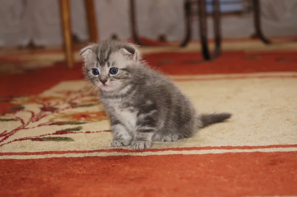 Fold kitten — Stock Photo, Image