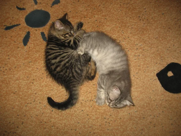 Kittens yin and yang — Stock Photo, Image