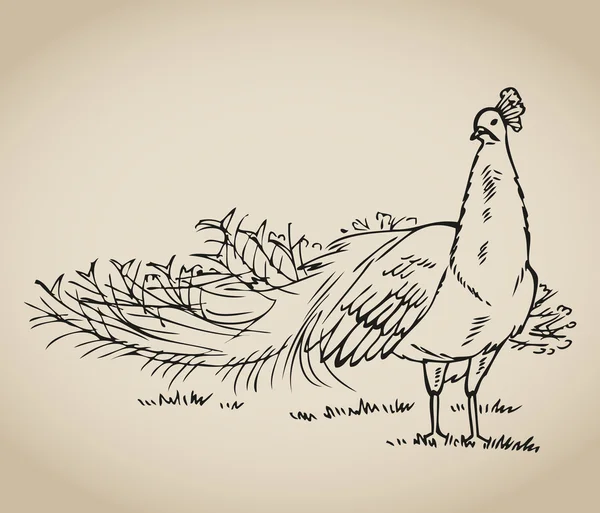 Patrón de pavo real — Archivo Imágenes Vectoriales