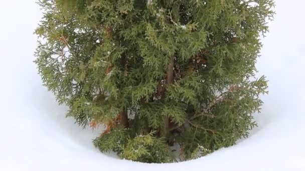 Thuja snöar — Stockvideo