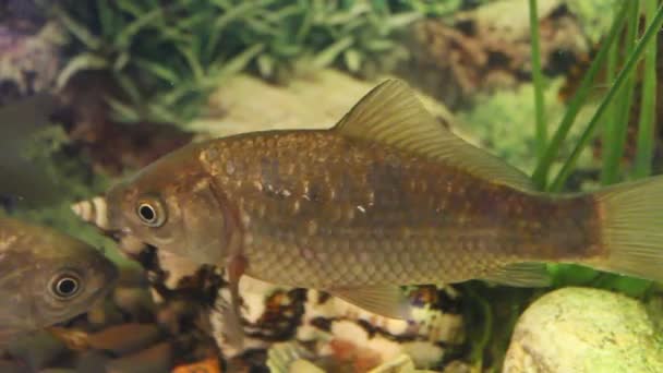 Carp swimming in aquarium — Stock Video