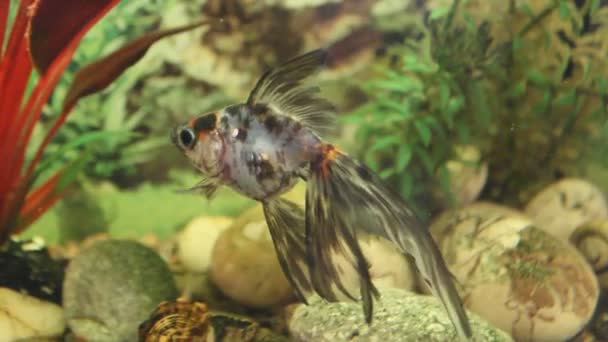 Peces dorados nadan en el acuario — Vídeo de stock