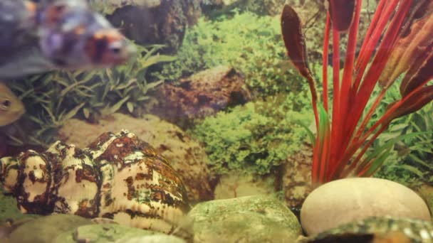 Риба плаває в акваріумі — стокове відео