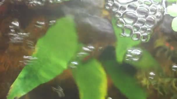Bulles dans l'aquarium 