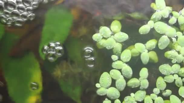 Водяні міхури — стокове відео