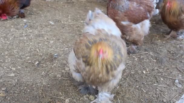 Thoroughbred hens Brama — Stock Video