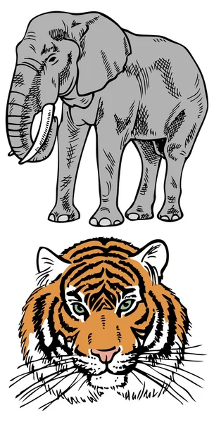象と虎 — ストックベクタ