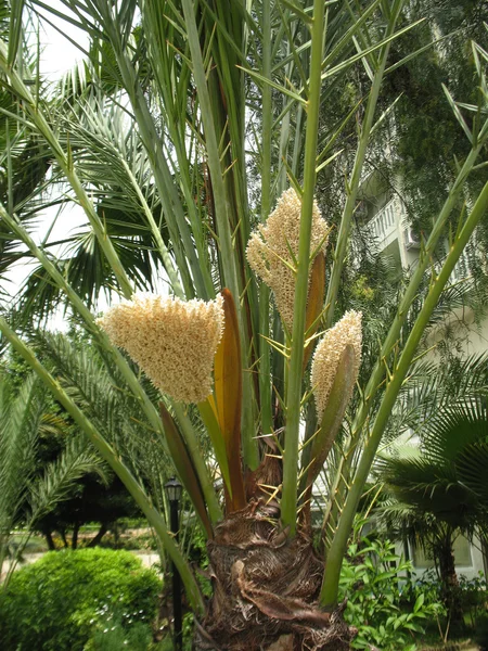 Blooming palm — Stock Photo, Image