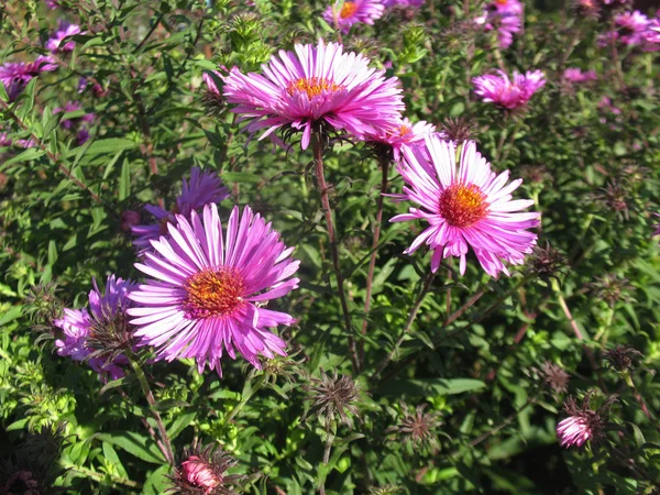 Garden aster — Stock Photo, Image