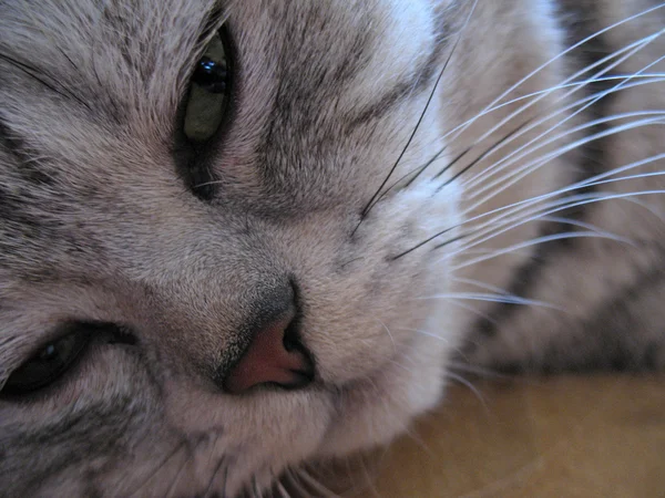 Gato focinho — Fotografia de Stock