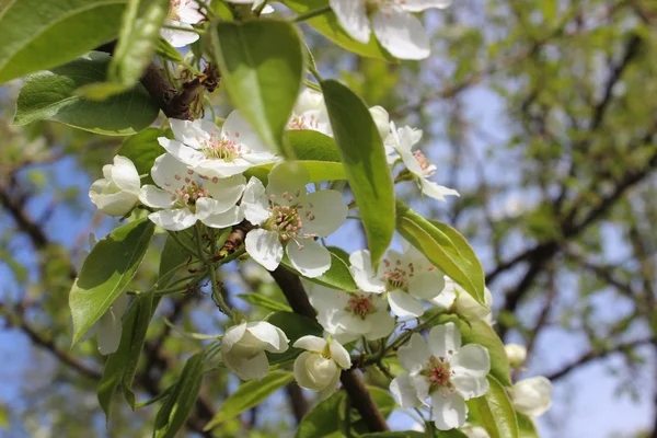 Poire en fleurs — Photo