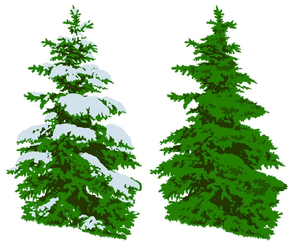 Pijnboom in de winter en zomer op wit — Stockvector