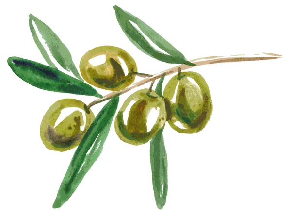 Ακουαρέλα πράσινες ελιές — Διανυσματικό Αρχείο