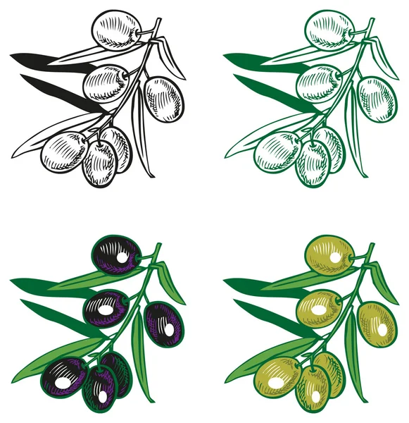 Черно-зеленые оливки — стоковый вектор