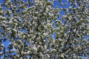 Blossom ağaç arka plan