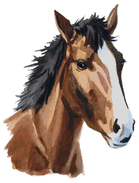 Horse head watercolor — Stock Vector