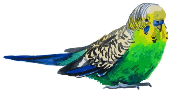 Budgies watercolor — Stock Illustration Budgies watercolor Royalty Free Stock Illustrations