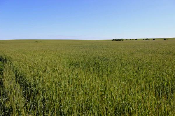 Veld en de hemel — Stockfoto