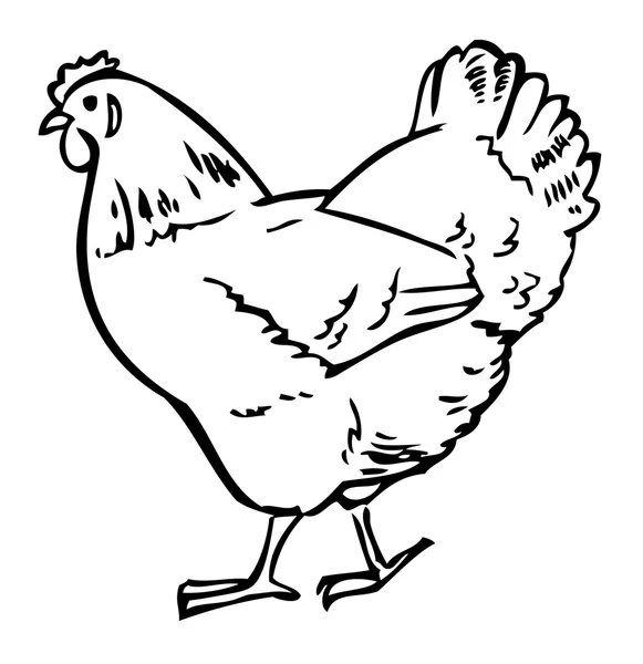 Dibujo de pollo — Vector de stock