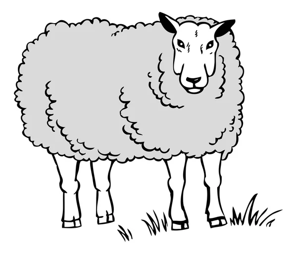 Drawing a sheep — Stock Vector