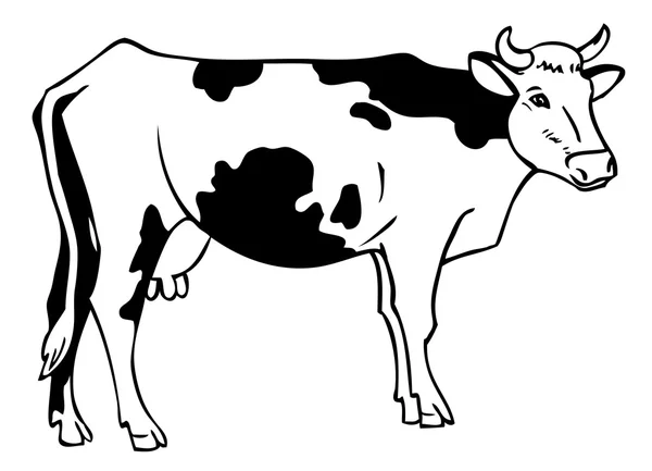 Drawing a cow — Stock Vector