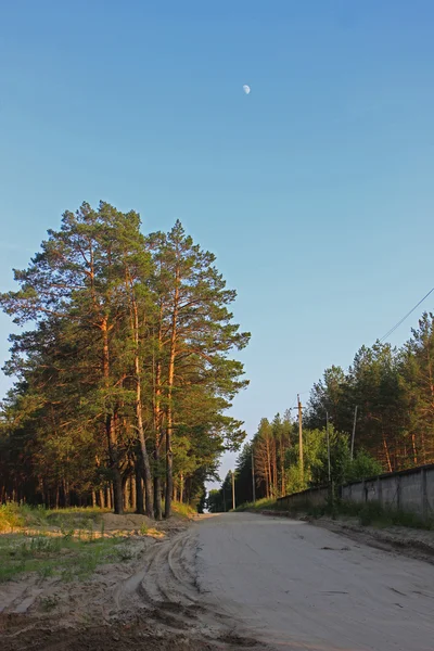 Вечір соснового лісу — стокове фото