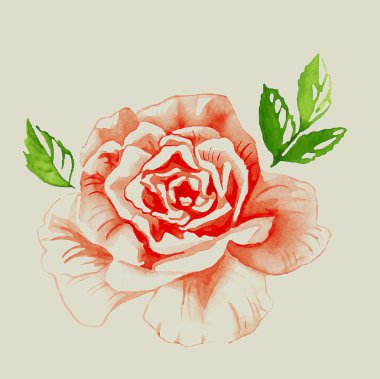 kırmızı gül suluboya