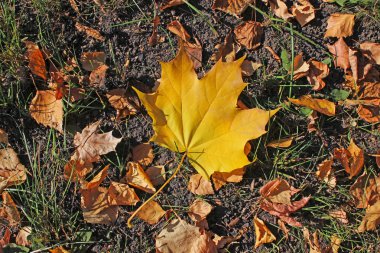 Akçaağaç yaprağı düşmek