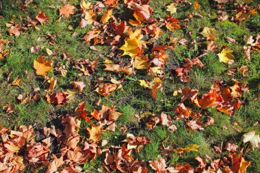 çim ve sonbahar yaprakları doku