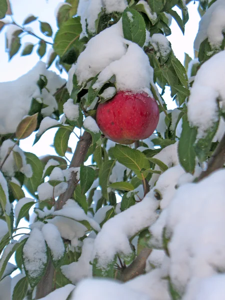 Красное яблоко в снегу — стоковое фото