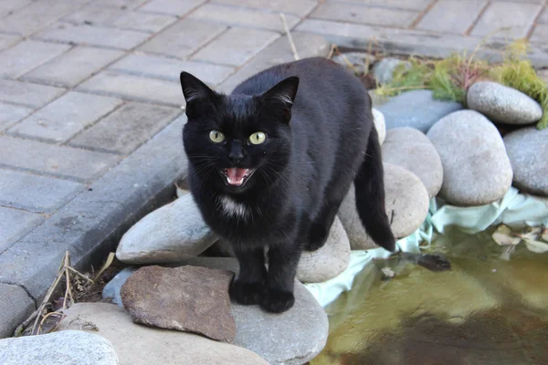 Miagoli di gatto nero — Foto Stock