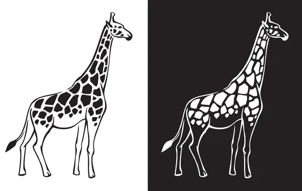 Girafa preto e branco fundo — Vetor de Stock