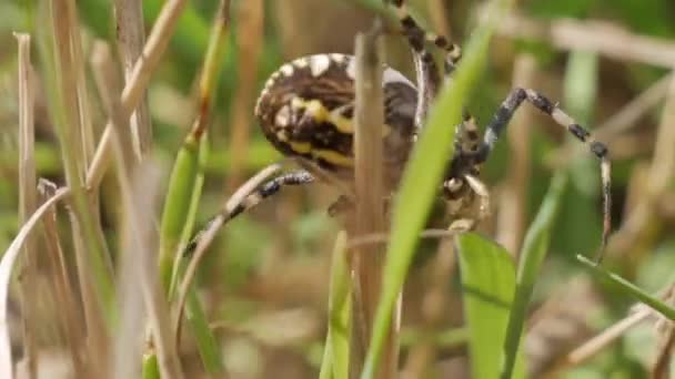 Aranha sobe na grama de outono. Imagens assustadoras de aracnídeos — Vídeo de Stock