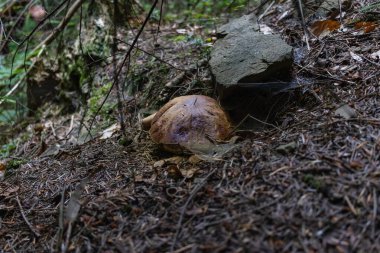 Kuru iğnelerde beyaz mantar Boletus edulis Karpatlar