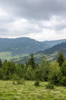 Güzel sisli Karpat Dağları 'nın muhteşem manzarası Meadow. Sis manzarası. Dramatik sıradışı sahne. Karpat Dağları. Ukrayna. Avrupa.