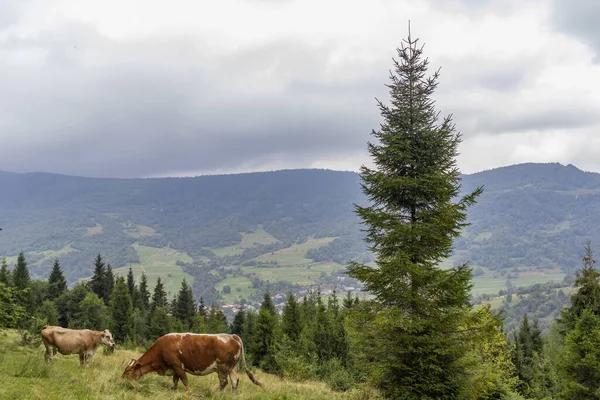 Cows Graze in the Carpathian mountains Meadow (en inglés). Montañas Cárpatas. Fondo de viaje —  Fotos de Stock