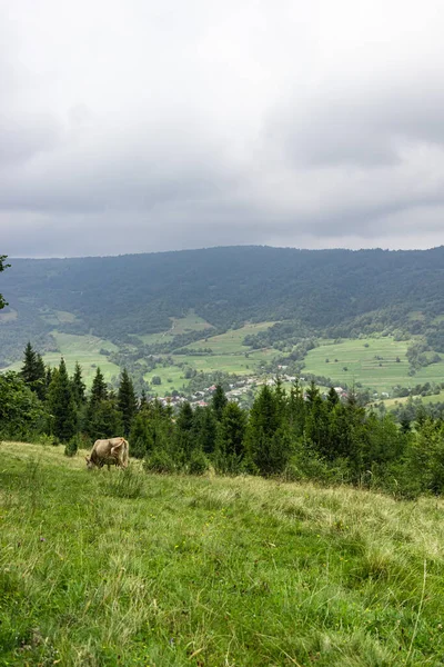 Pâturage de vache dans la prairie. Montagnes des Carpates Pré — Photo