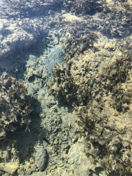 Struttura chiara dell'acqua di mare, vista dall'alto del fondo roccioso. fondo superficie dell'acqua — Foto Stock