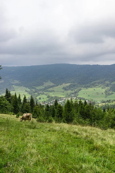 カルパチア山脈の牛の放牧牧草地 — ストック写真