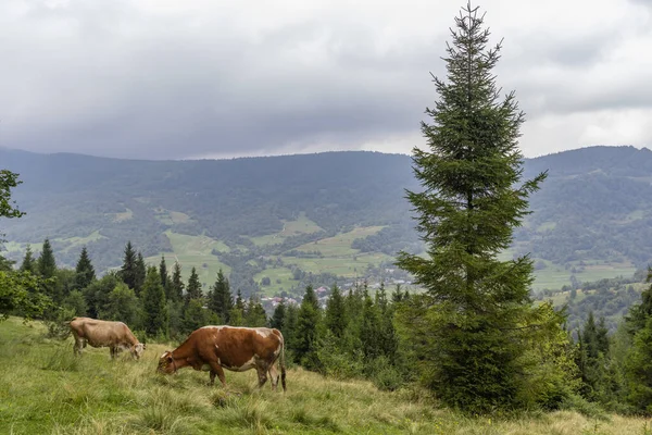 Güzel sisli Karpat Dağları 'nın muhteşem manzarası Meadow. Karpatya dağlarında inekler otluyor.
