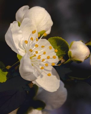 Bulanık arkaplanda beyaz elma çiçeği. Sıcak ışık