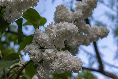 Yeşil yapraklı beyaz leylak çiçekleri. Çiçek deseni. Leylak arkaplan dokusu. Leylak duvar kağıdı