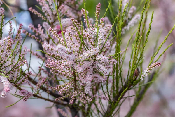 Tamarix ya da tamarisk veya pembe çiçekli tuz sedir yeşili.