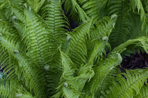 Prachtige Fern achtergrond gemaakt met jonge groene bladeren. Mooie varens bladeren groen gebladerte — Stockfoto