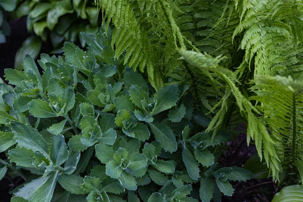 Krásné pozadí s mladou zelenou kapradinou a listy Brassica. Krásná Fern a Brassica listy zeleného listí — Stock fotografie