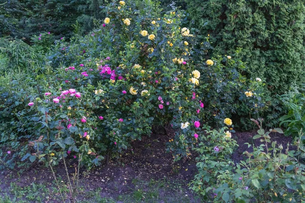 Rozenstruik in de tuin. Roze en gele rozen — Stockfoto