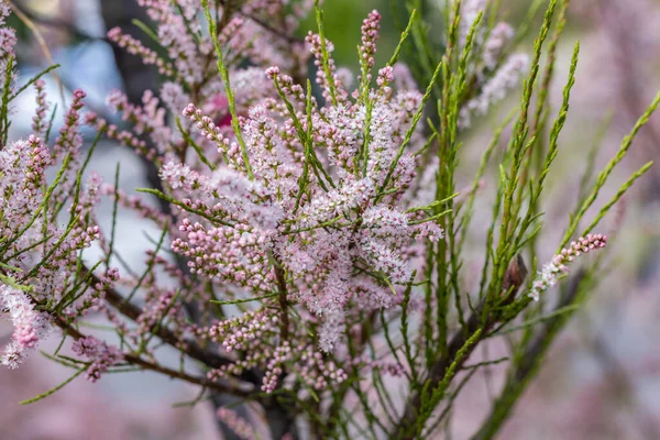 Sanfte Blüte von Tamarix oder Tamarisken oder Salzzedern grüne Pflanze mit rosa Blüten lizenzfreie Stockfotos