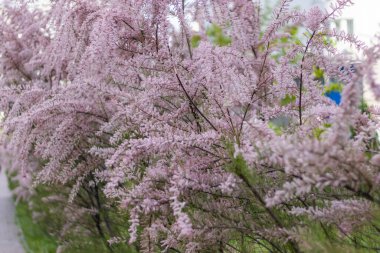 Yumuşak açan Tamarisk veya pembe çiçekli tuz sedir yeşili bitki