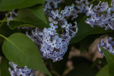 Yumuşak mor leylaklar yeşil yapraklı duvar kağıtlarıyla çiçek açar.