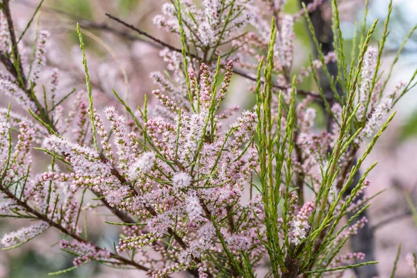 Sanfte Blüte von Tamarix oder Tamariskengrün mit rosa Blüten — Stockfoto